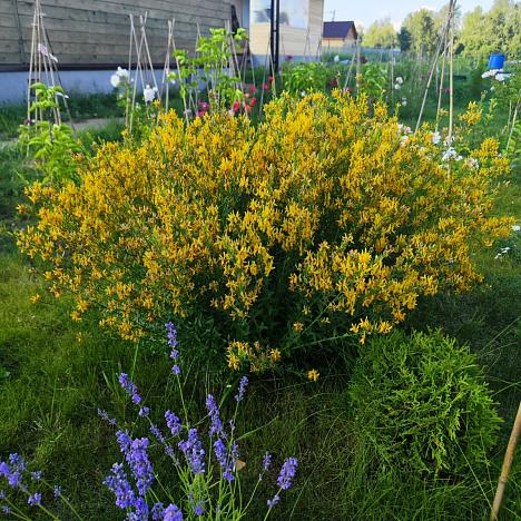 Дрок красильный