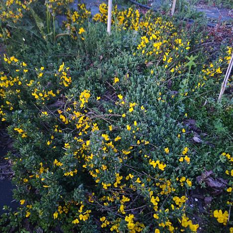 Ракитник стелющийся