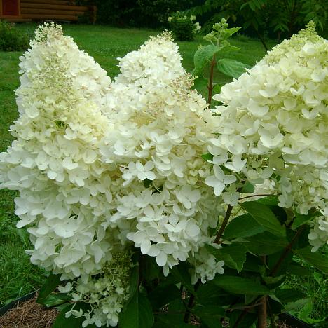Гортензия метельчатая Грандифлора
