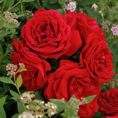 Роза флорибунда Тиль Уленшпигель