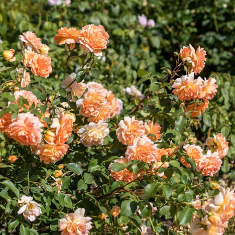 Роза парковая Дама Джуди Денч
