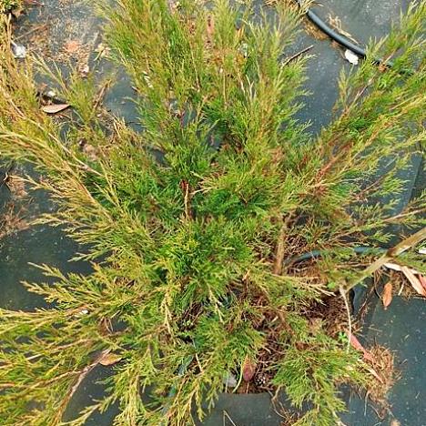 Можжевельник казацкий