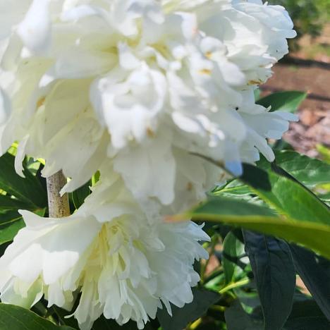 Пион молочноцветковый Гардения