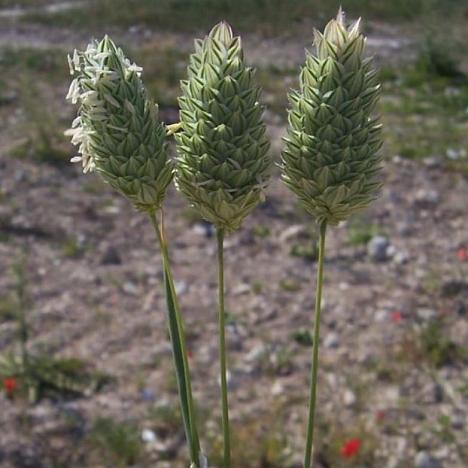 Канареечник канарский