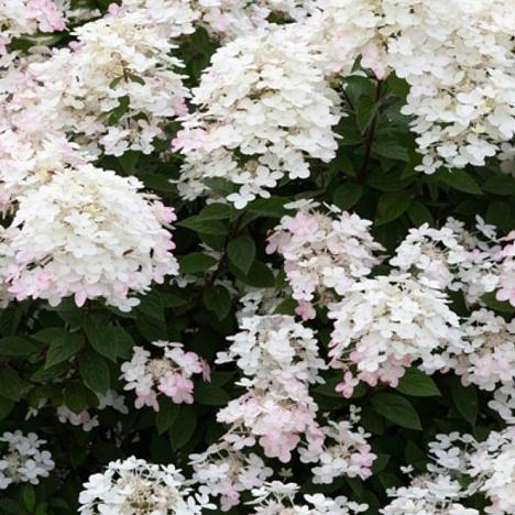 Гортензия метельчатая Тач Оф Пинк
