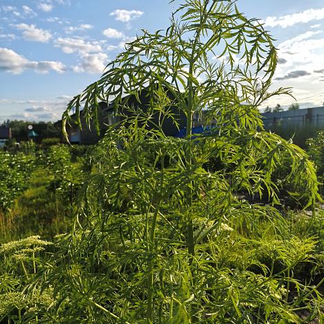 Бузина черная Лациниата