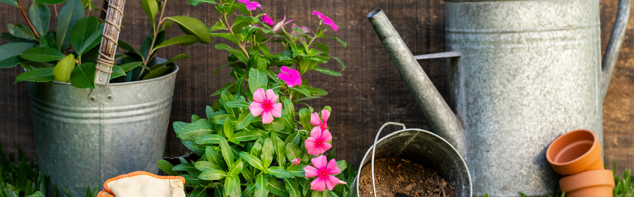 Теневая площадка: создание и выбор растений