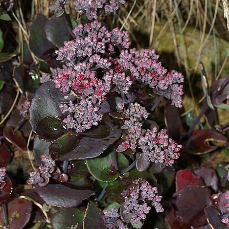 Очиток уссурийский Туркиш Делайт