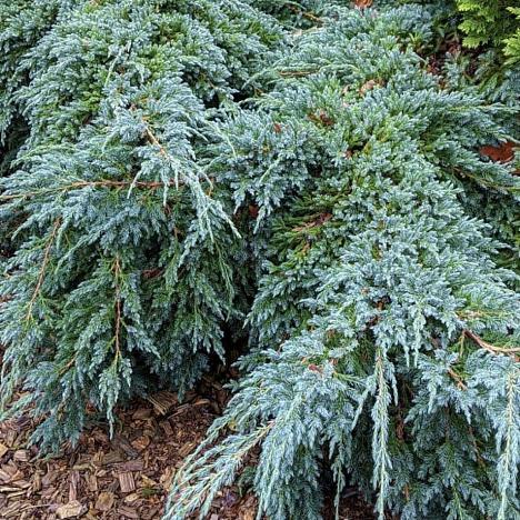 Можжевельник чешуйчатый Блю Карпет