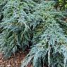 Можжевельник чешуйчатый Блю Карпет