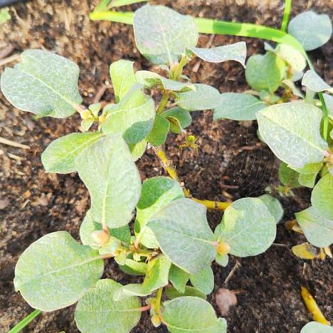 Ива шерстистая