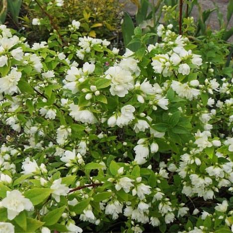 Чубушник Манто Д'Эрмин