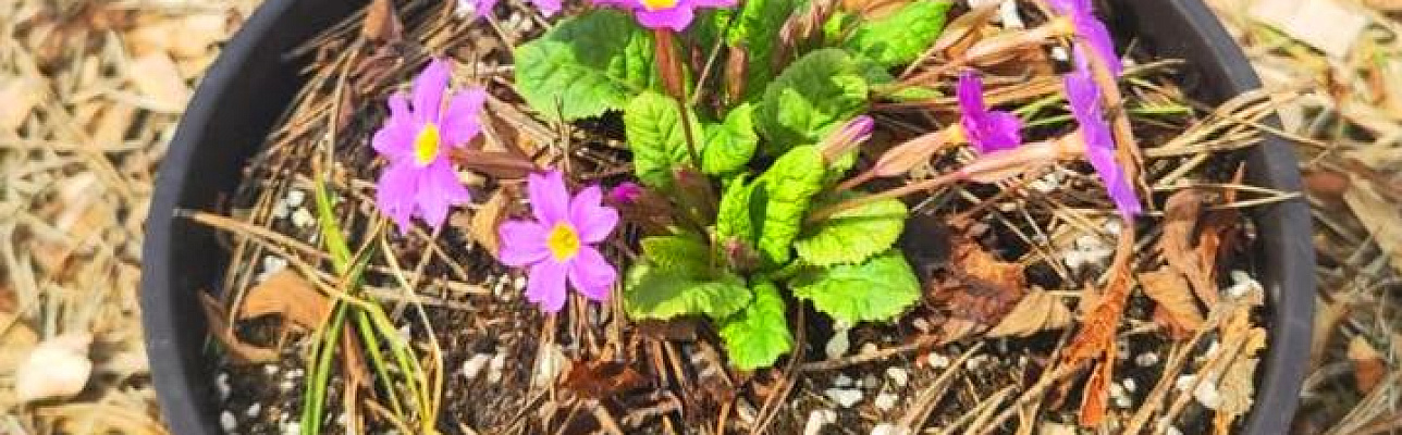 Примула - это яркий акцент в вашем саду!