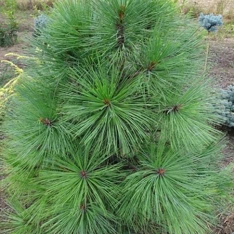 Сосна Джеффри