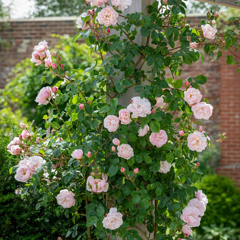 Роза парковая Зе Дженерос Гардэнер