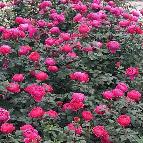 Роза флорибунда Гартенпринцессин Мари-Жозе