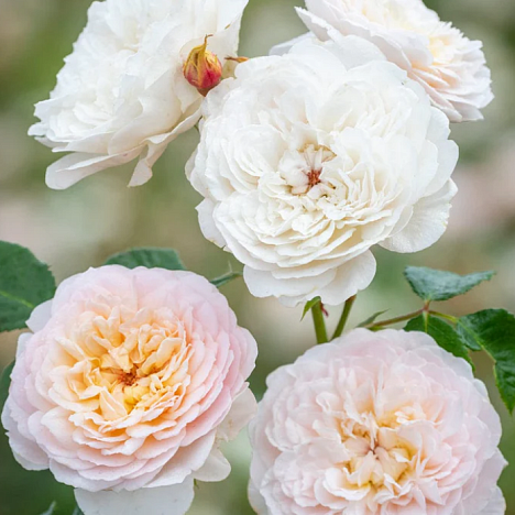 Роза парковая Эмили Бронте