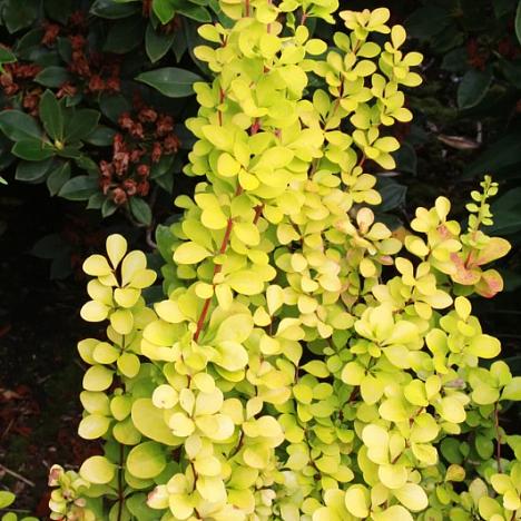 Барбарис Тунберга Мария