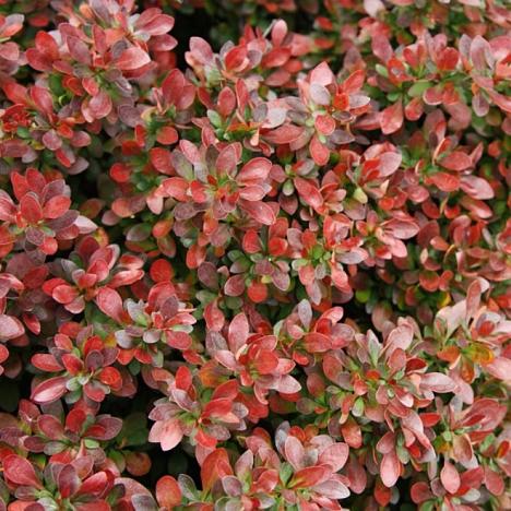 Барбарис Тунберга Багатель