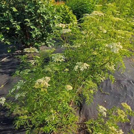 Бузина черная Лациниата