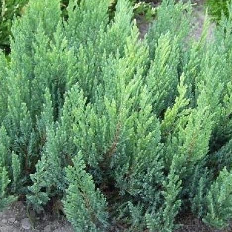 Можжевельник горизонтальный Блю Форест