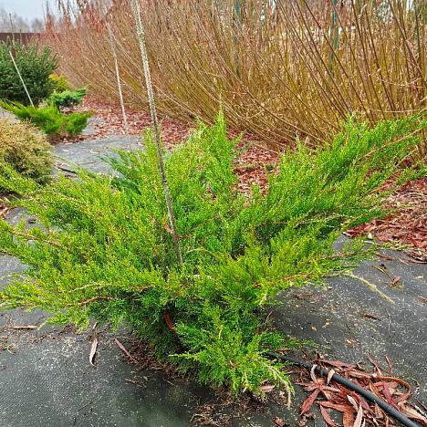 Можжевельник средний Минт Джулеп