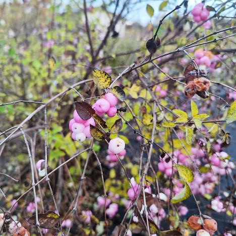 Снежноягодник кистистый Аметист