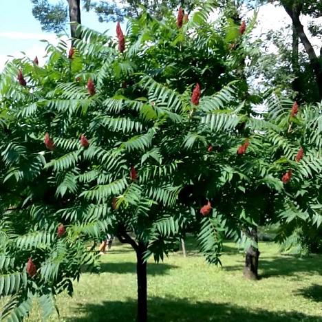 Сумах уксусный, оленерогий