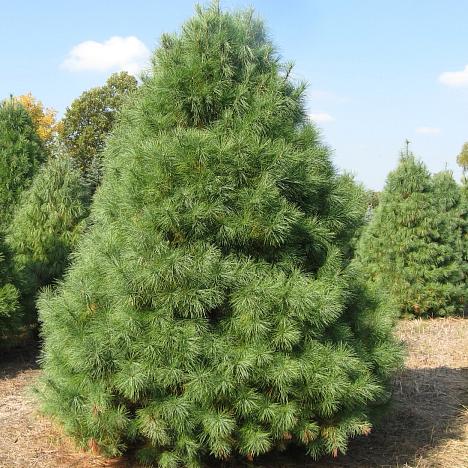 Сосна Веймутова