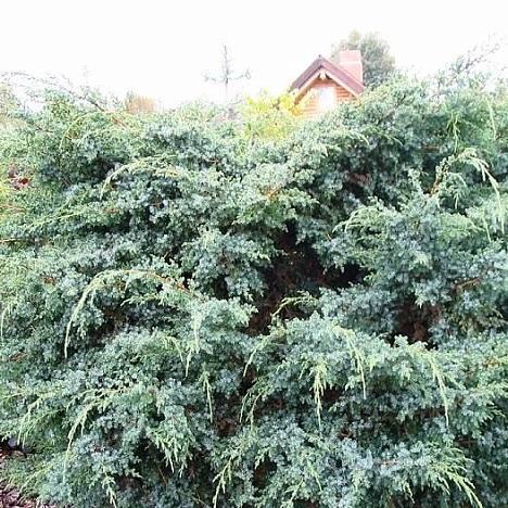 Можжевельник чешуйчатый Мейери