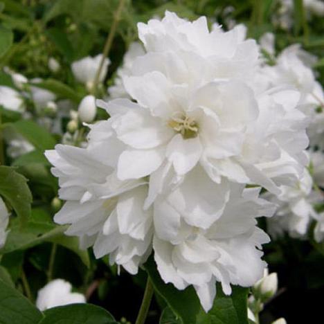 Чубушник виргинский Шнеештурм