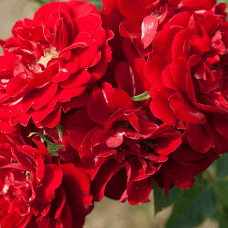 Роза почвопокровная Ред Фэйри