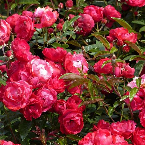 Роза почвопокровная Морсдаг