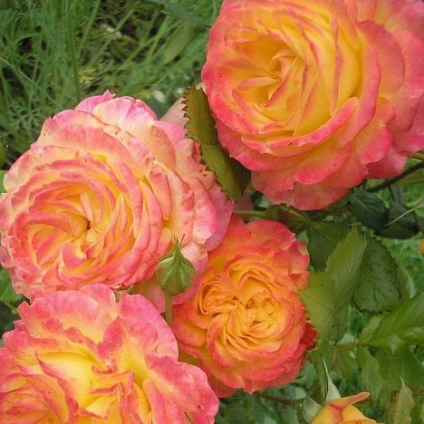 Роза флорибунда Гартеншпас