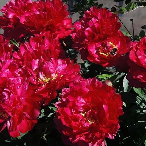 Пион травянистый Обитель Богов