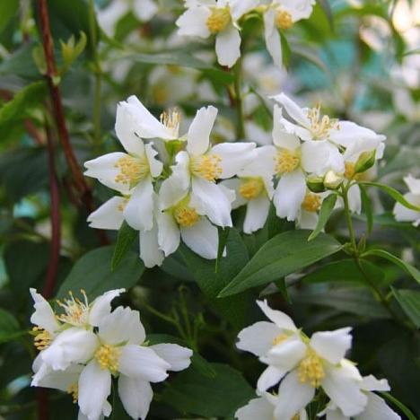 Чубушник (жасмин) мелколистный (Земляничный)