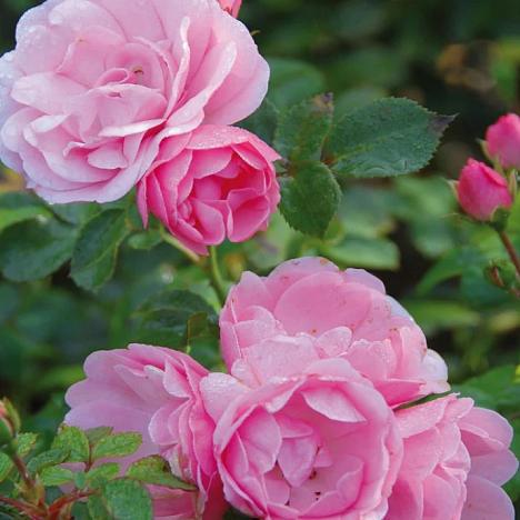 Роза шраб Боника