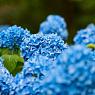 Гортензия крупнолистная голубая