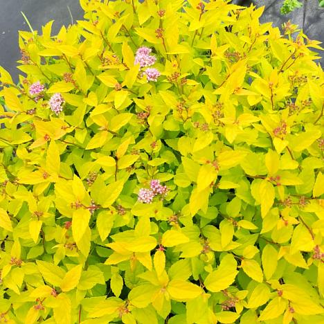 Спирея Голден Принцесс