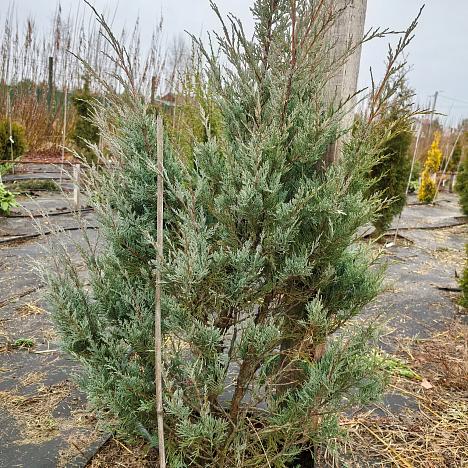 Можжевельник скальный Мунглоу