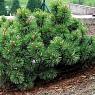 Сосна горная карликовая