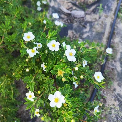 Лапчатка кустарниковая Абботсвуд