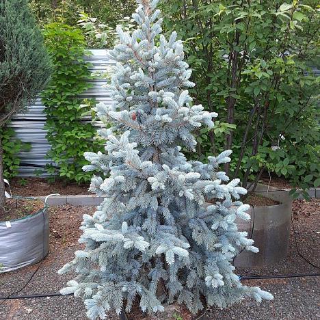 Ель голубая Хупси