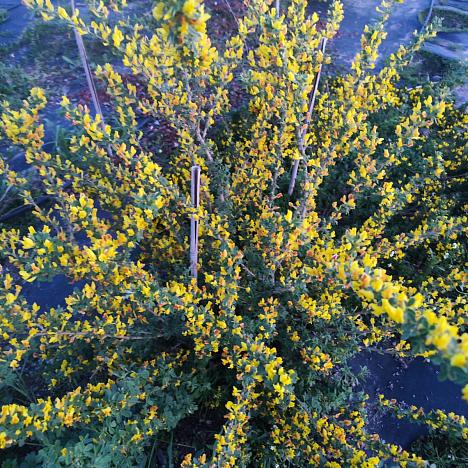 Ракитник Русский