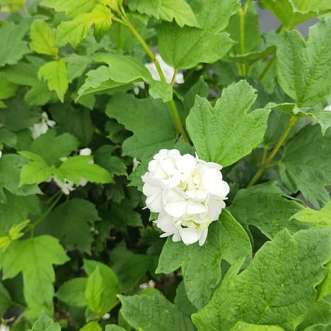 Калина обыкновенная Розеум (Бульденеж)