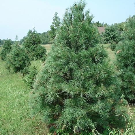 Сосна Веймутова