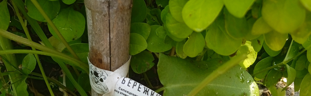 Почему стоит посадить барбарис у себя на участке?