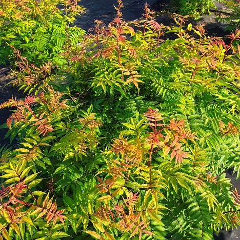 Рябинник рябинолистный Сэм