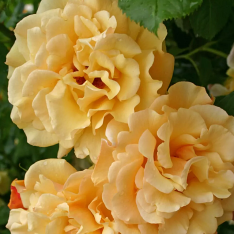 Роза кустовая Постильон шраб