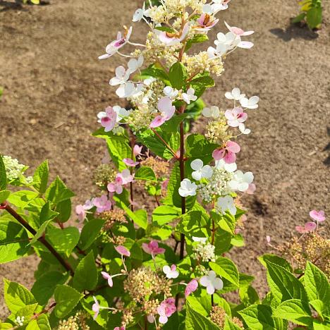 Гортензия метельчатая Эрли Сенсейшн